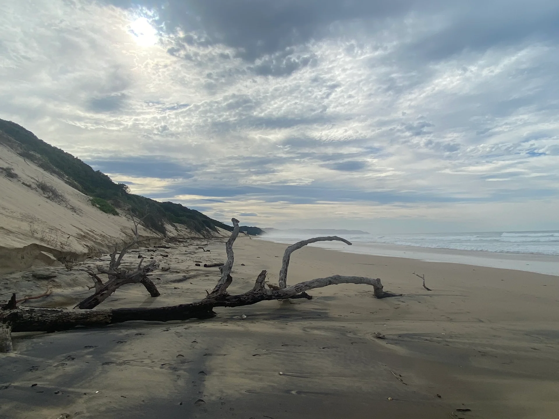 Chintsa driftwood landscape
