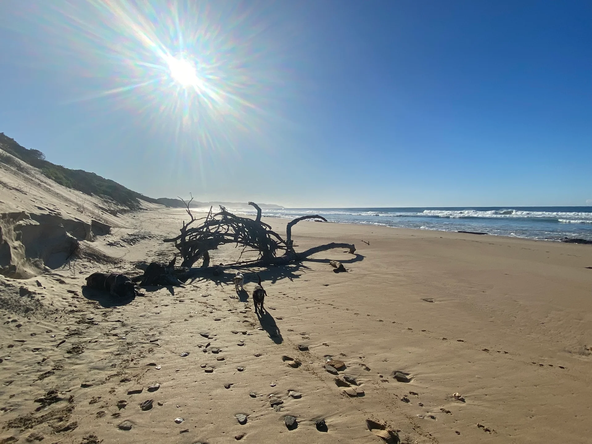 Chintsa beach with sculptural driftwood
